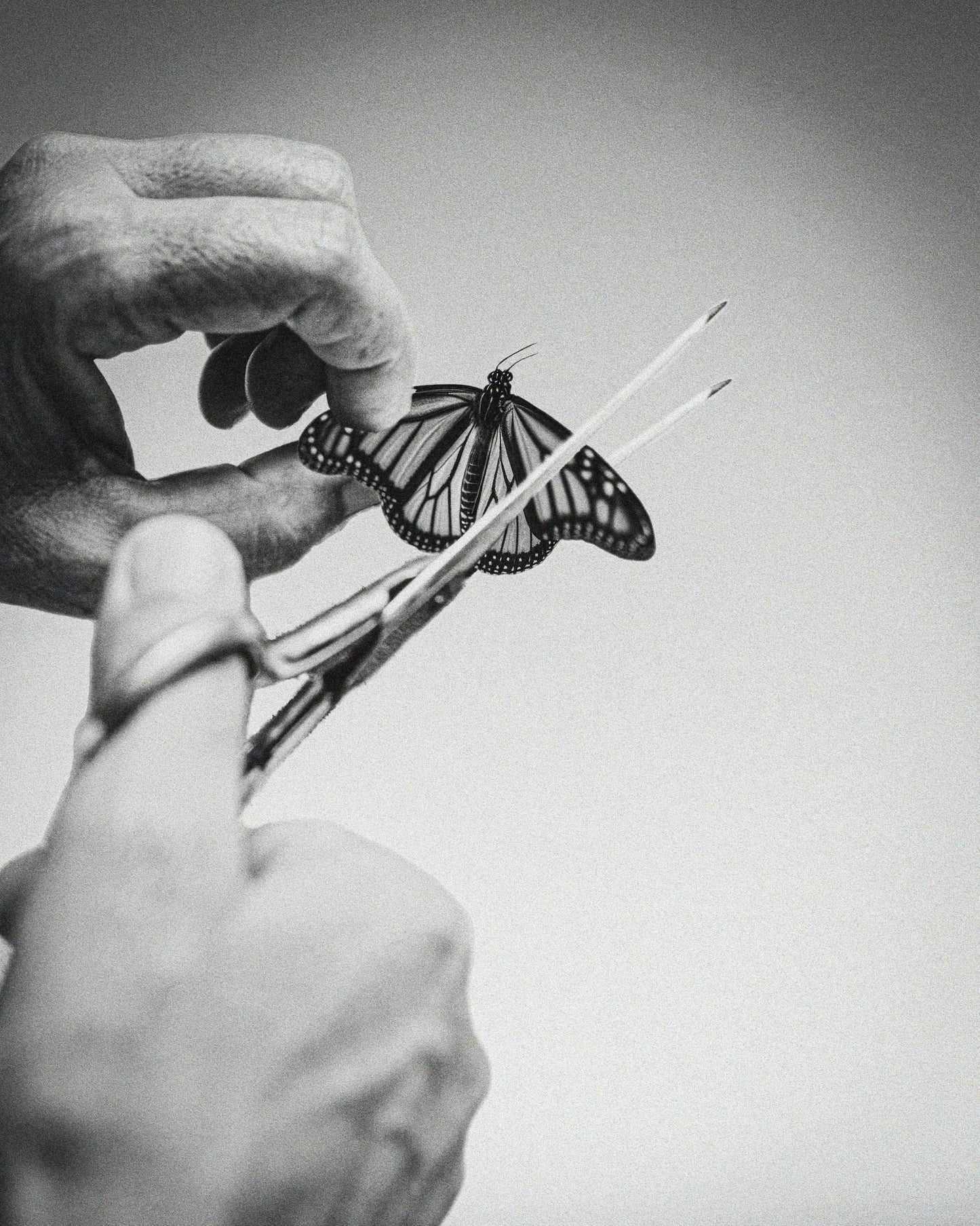 Clipping Wings Fine Art Print