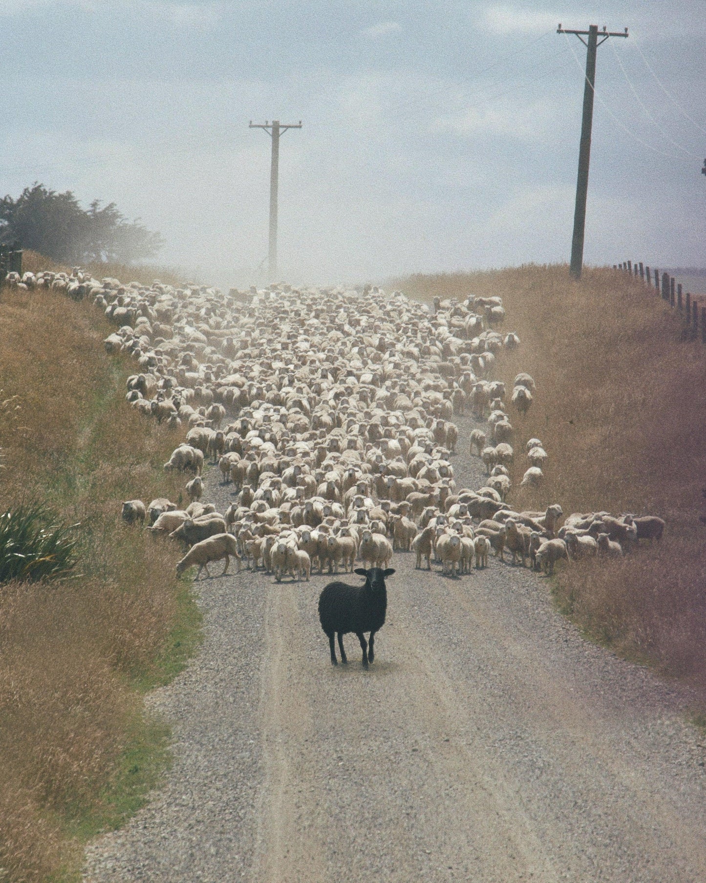 Black Sheep Fine Art Print - Cult Class Art Shop