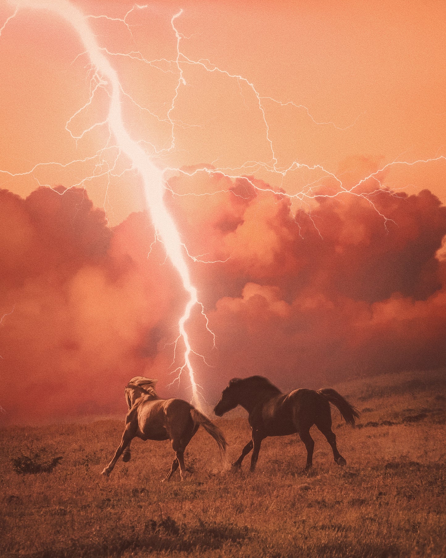 Pink Skies Fine Art Print