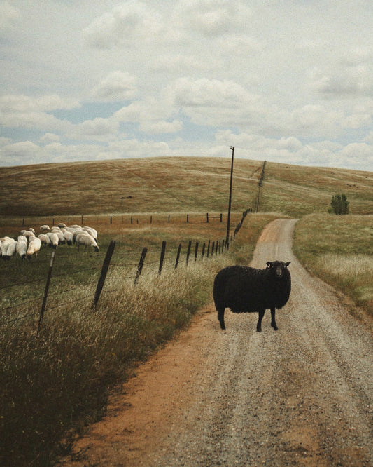 🎁 Don’t Fence Me In Fine Art Print (100% off)