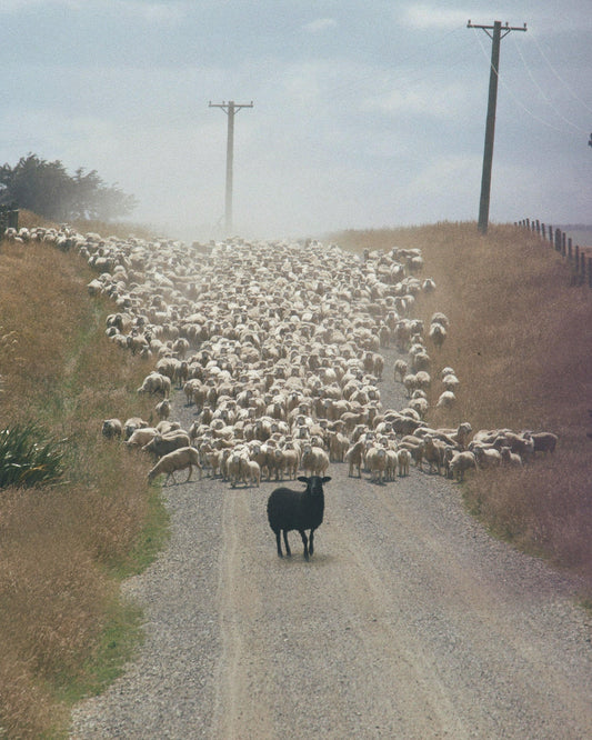 Black Sheep Fine Art Print - Cult Class Art Shop