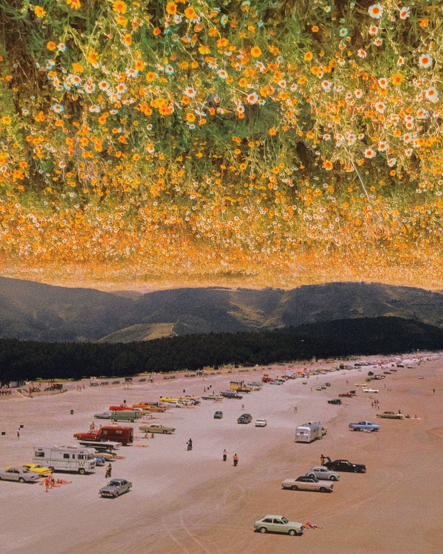 Skies In Bloom Fine Art Print