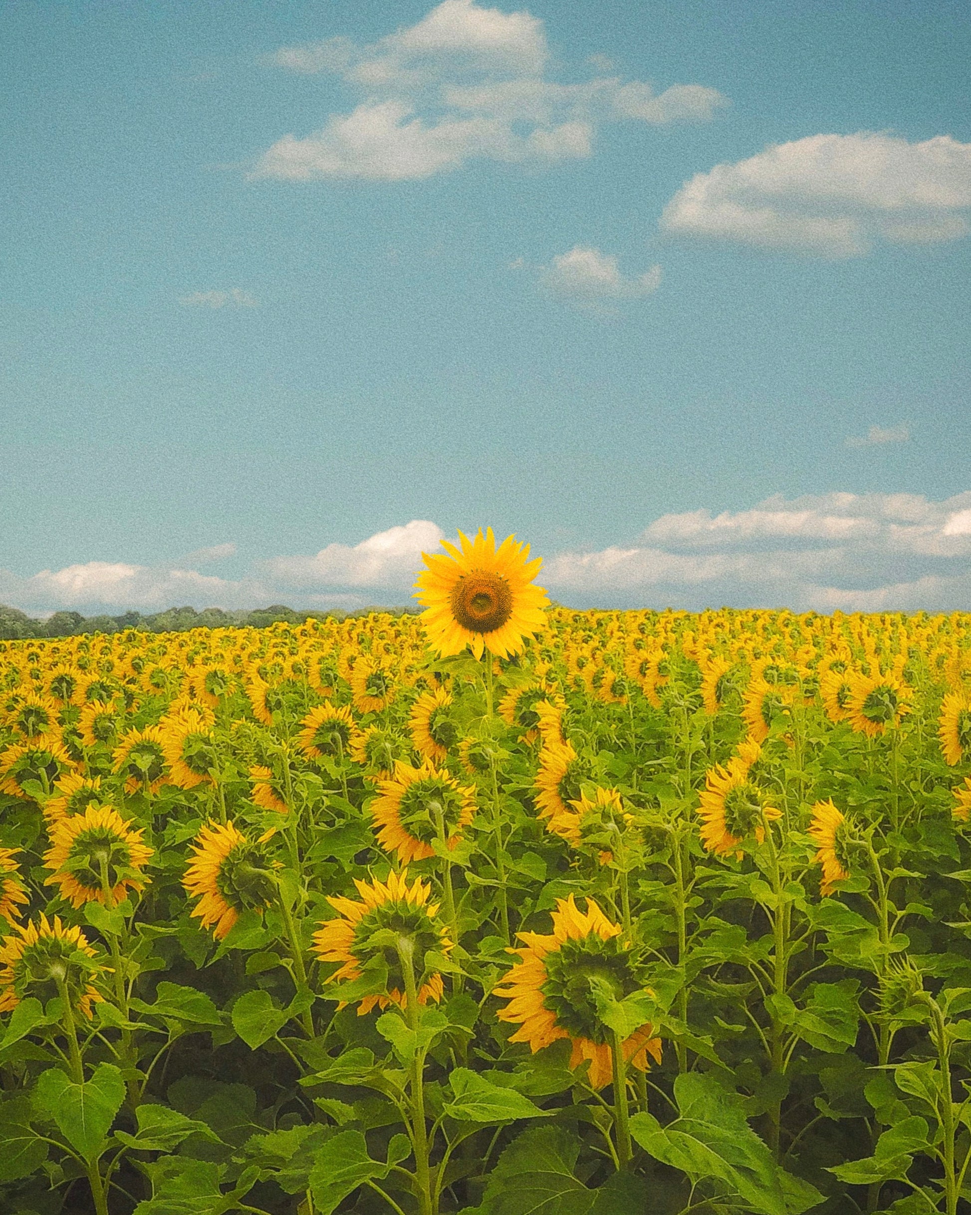 Think For Yourself Fine Art Print - Cult Class Art Shop